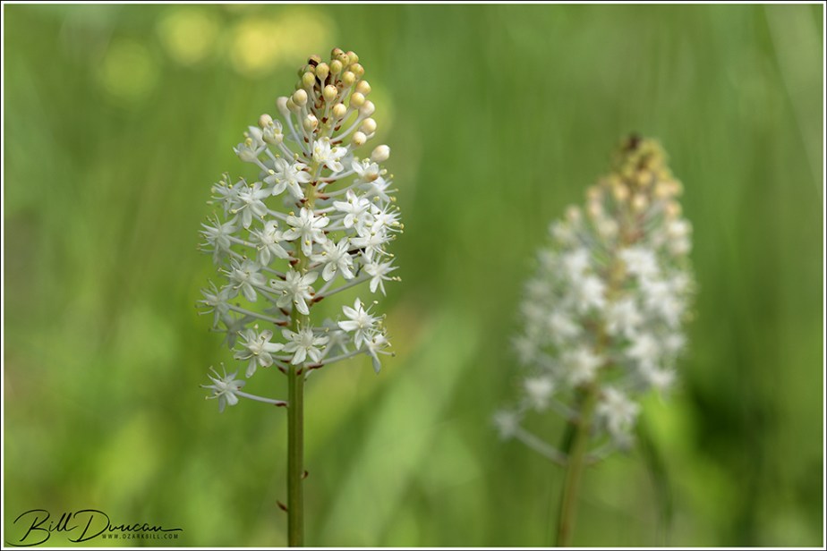 Amianthium muscitoxicum (fly&nbsp;poison)