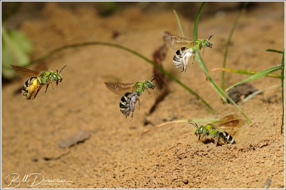 Photographic Observations of a Communal Nesting Sweat Bee (Agapostemon&nbsp;virescens)