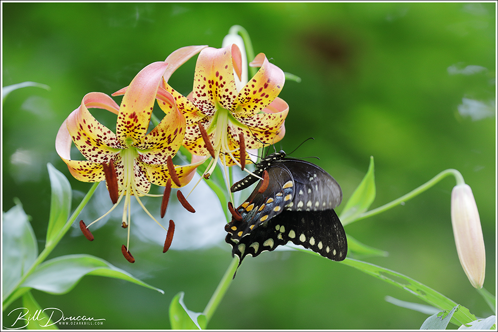 bjd_perr_2021_5204-1.jpg?w=924
