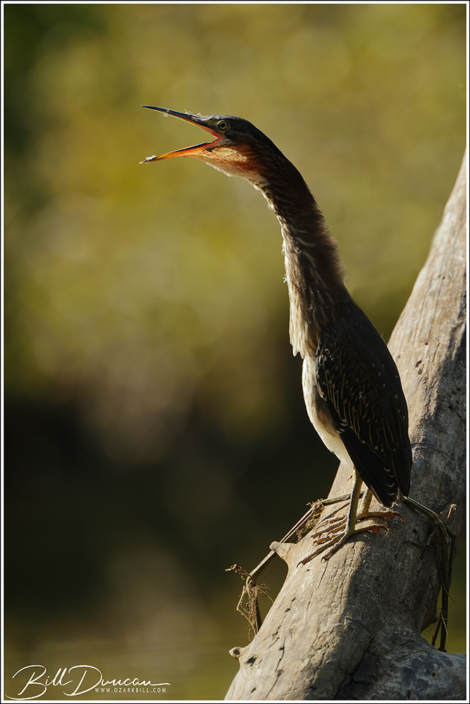 Green Heron – From the&nbsp;Canoe