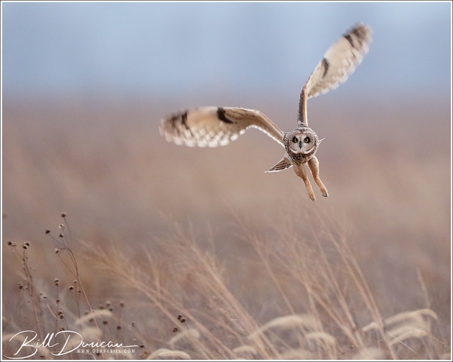 Short-eared Owl – In Flight Shots and Some Natural&nbsp;History