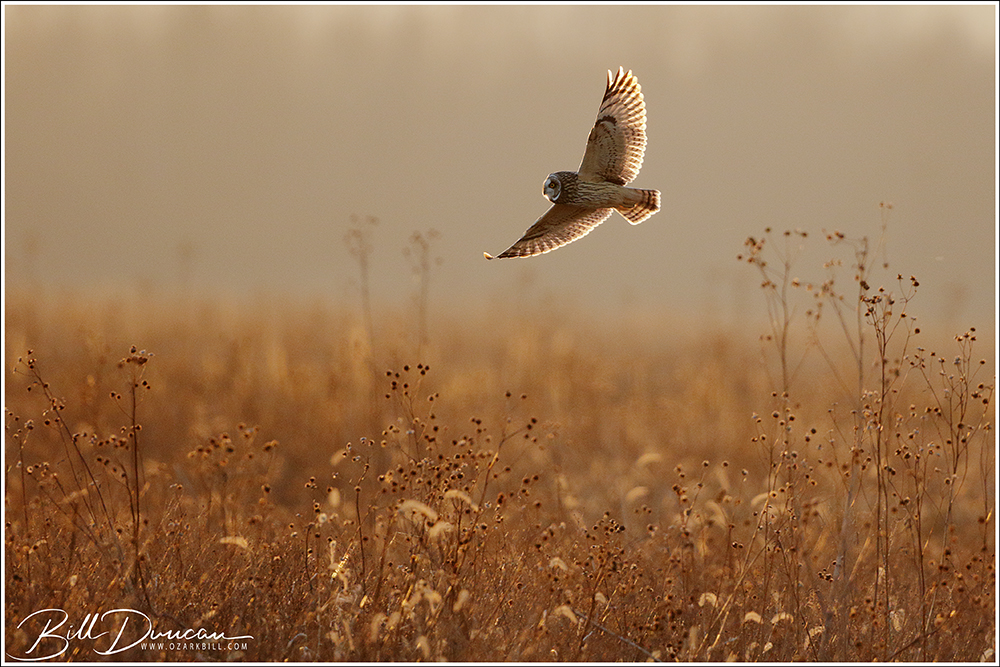 Short-eared Owls – In Flight and Notes About their Vocalizations – A ...