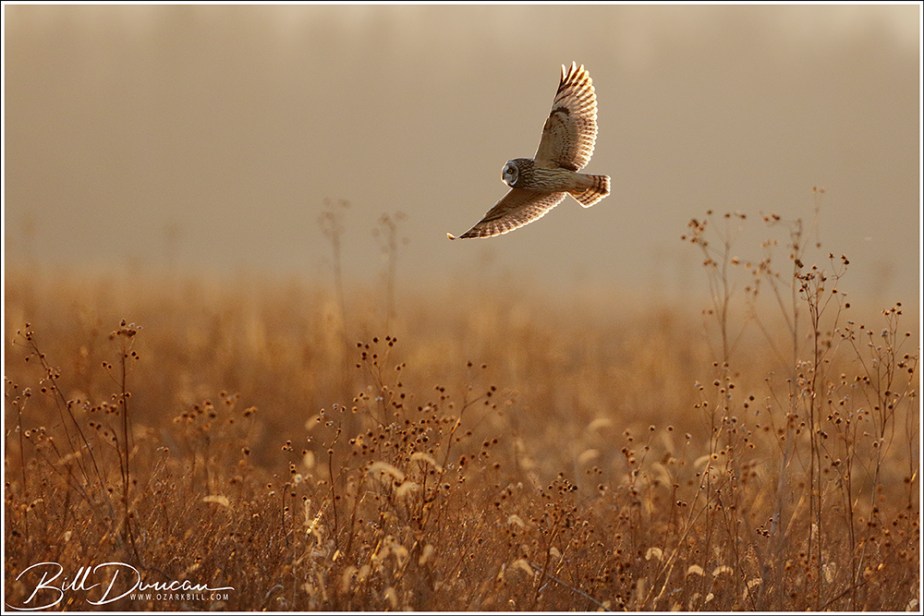 Short-eared Owls – In Flight and Notes About their&nbsp;Vocalizations