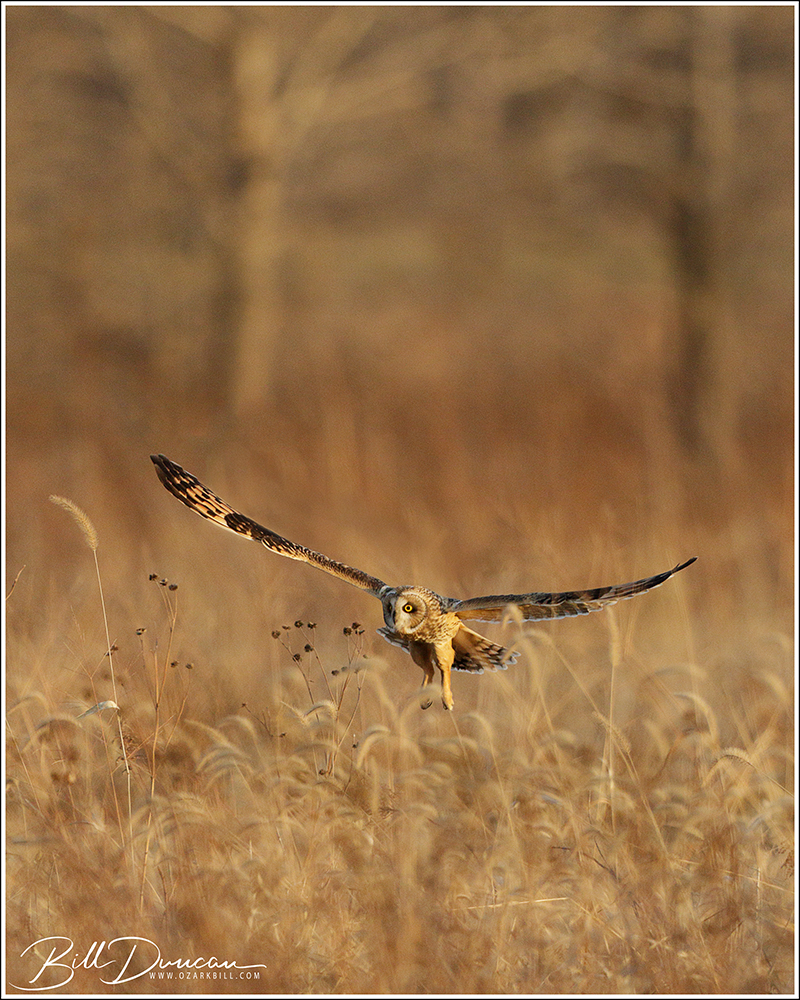 Season of the&nbsp;Short-eared