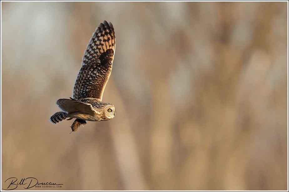 The Short-eared Owl – More In Flight&nbsp;Shots
