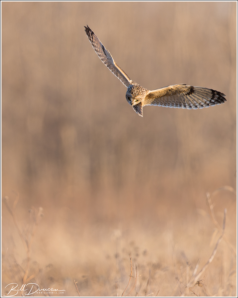Short-eared Owl – Another Six&nbsp;Pack
