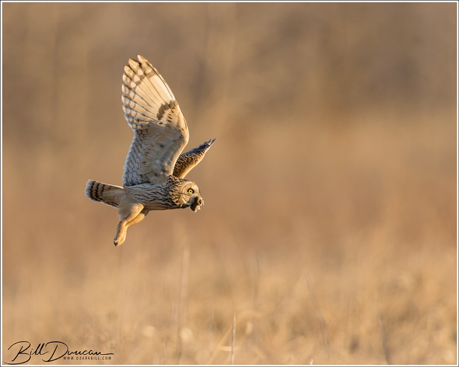 “Raptors” of 2021/2022 Winter&nbsp;Season