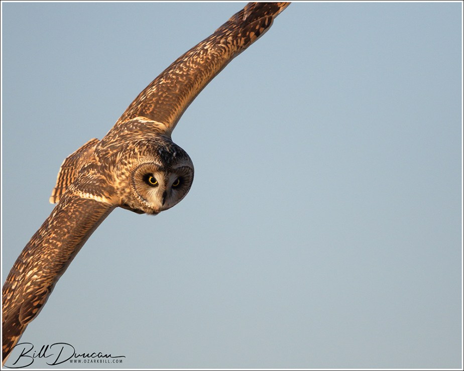 Short-eared Owls