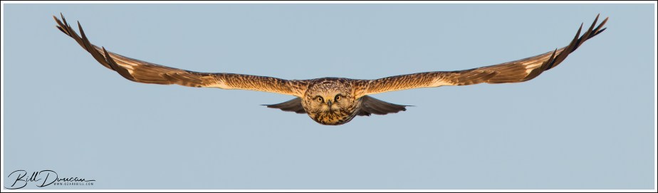 Rough-legged Hawk (Buteo&nbsp;lagopus)