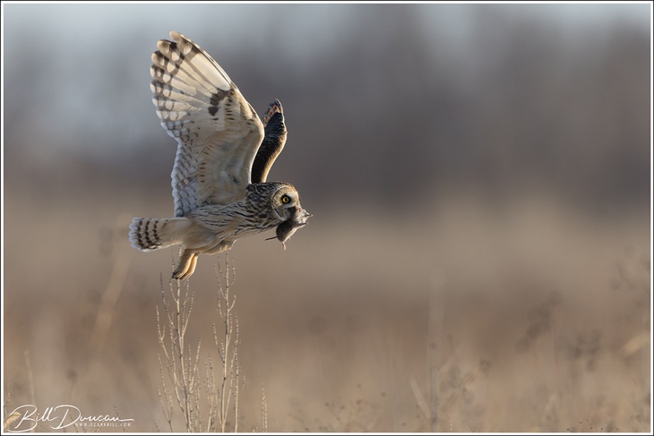 Short-eared Owl – 2021/2022&nbsp;Winter