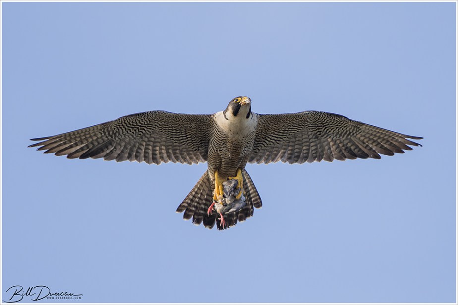 Peregrine Falcons 2022 Season – Part&nbsp;3