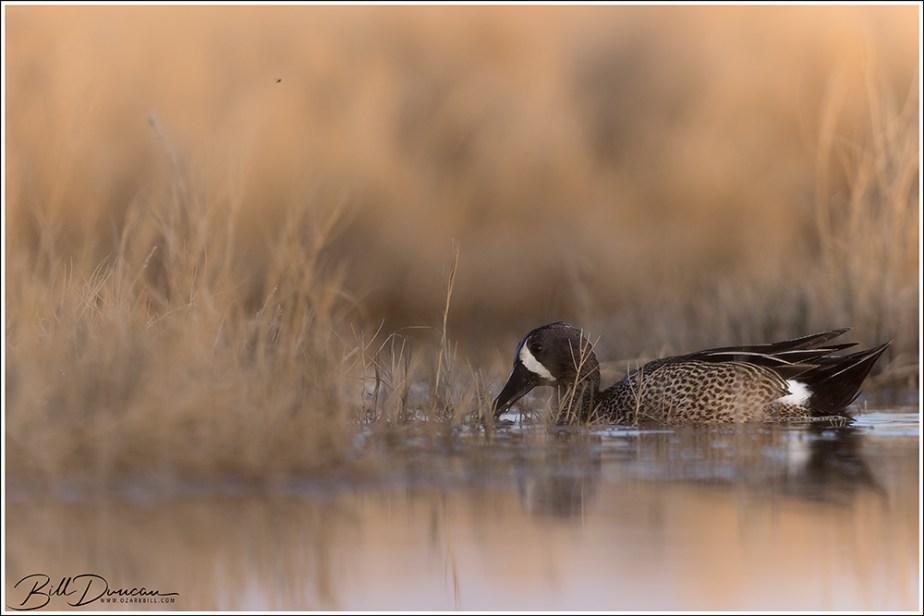2022 Kansas Trip – Blue-winged&nbsp;Teal