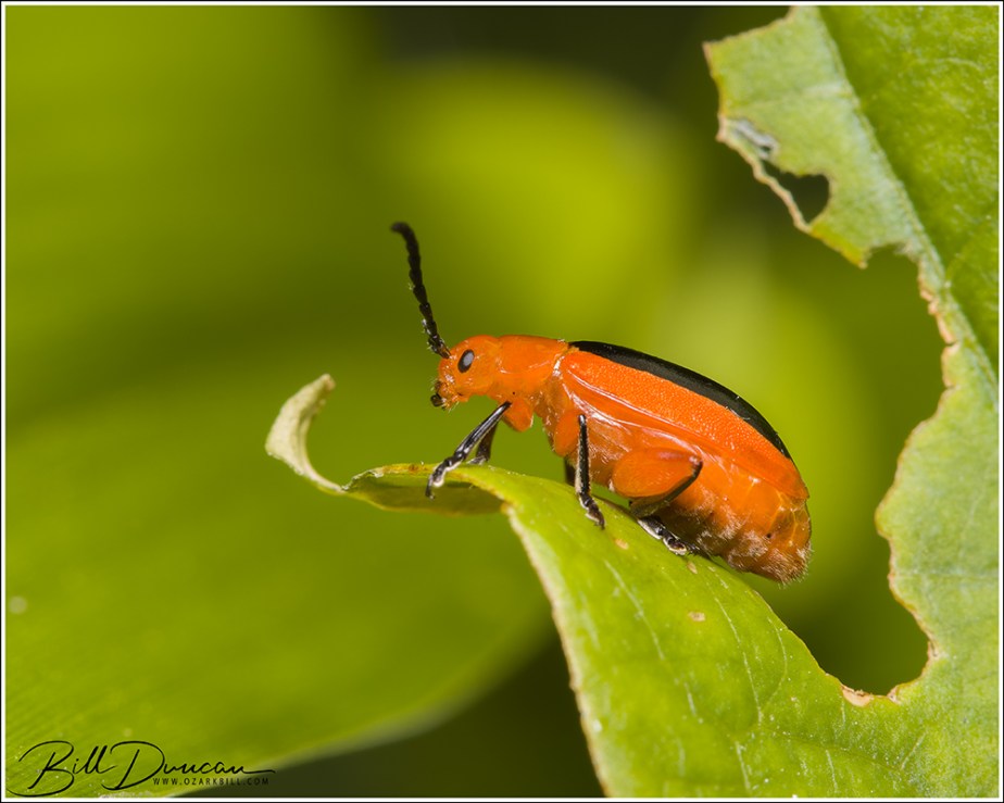 Passionflower Flea Beetle (Disonycha&nbsp;discoidea)