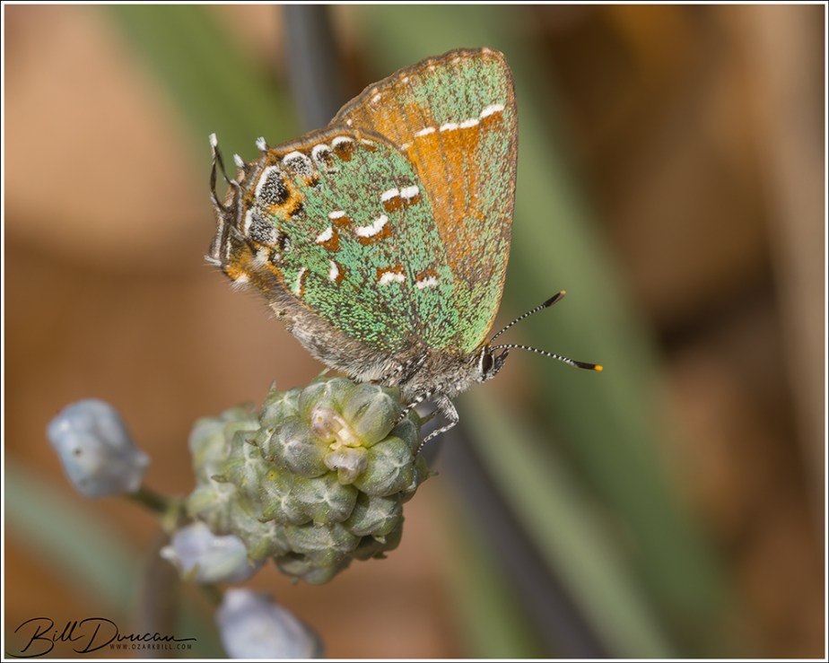 Some Lovely Lycaenids