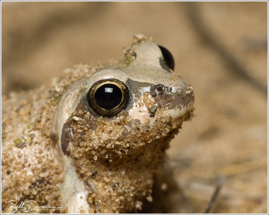 Illinois Chorus Frog!