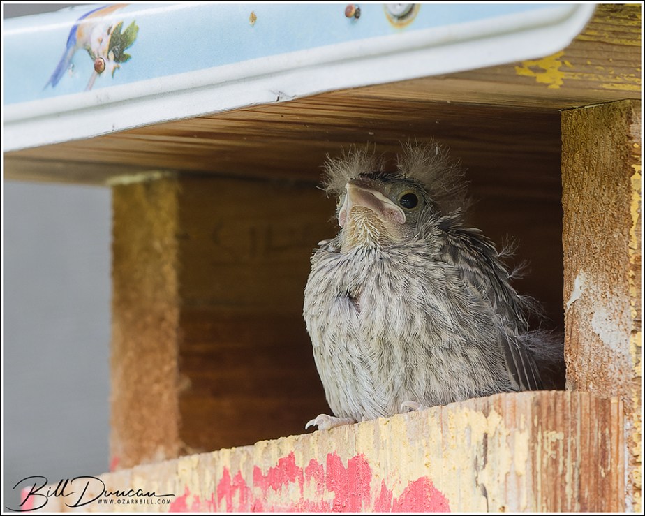 Eastern Bluebird Nesting Season –&nbsp;2023