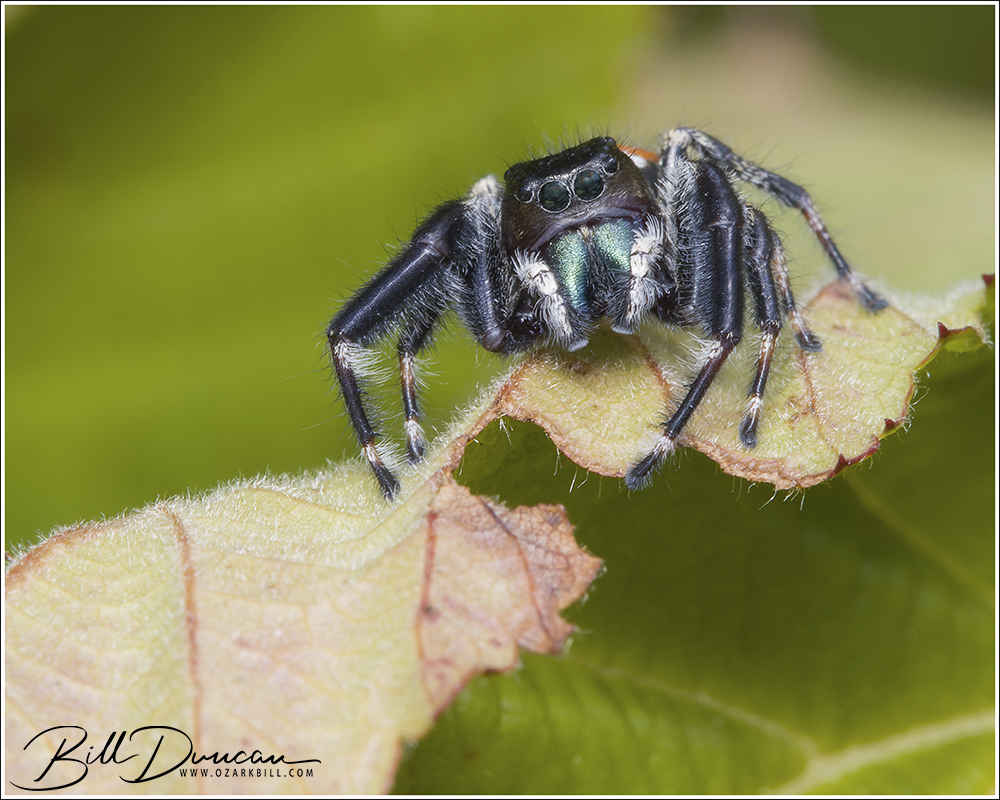 bjd_khpr_2023_02346_salticidae