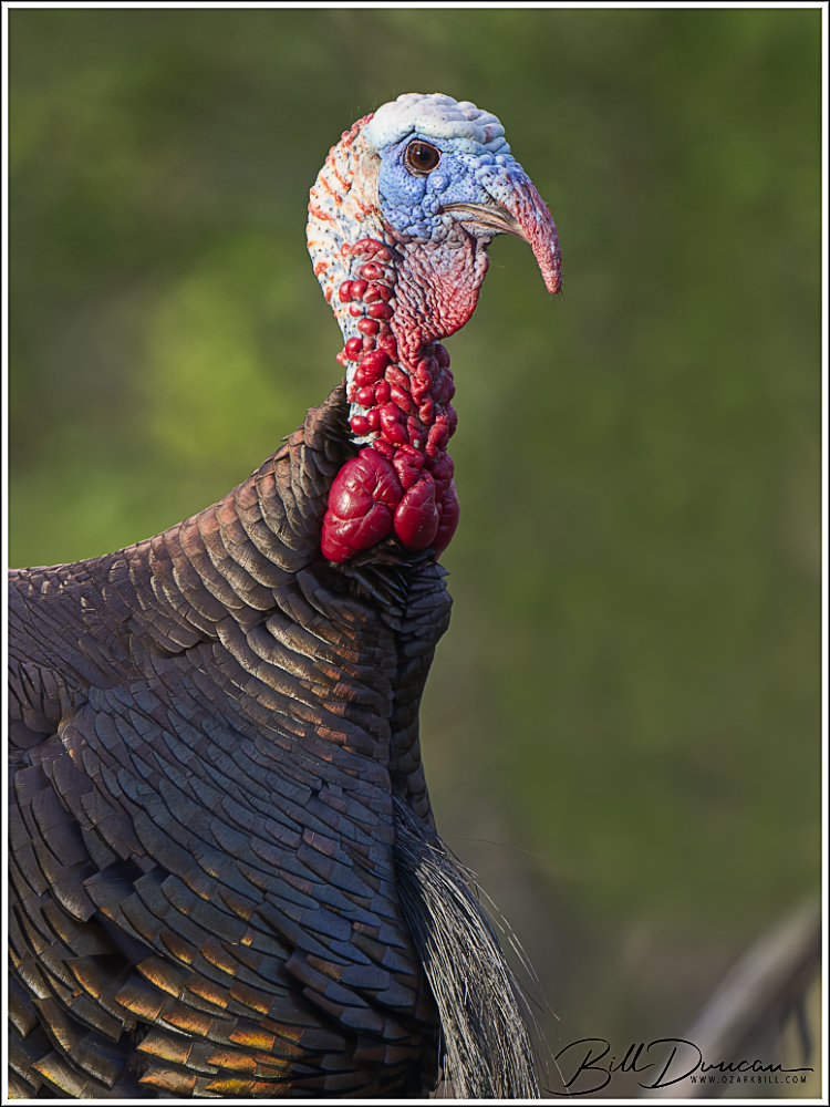 More Wild Turkey