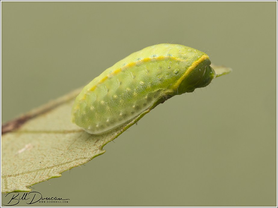 2024 Caterpillar Season – Yellow-collared&nbsp;Slug