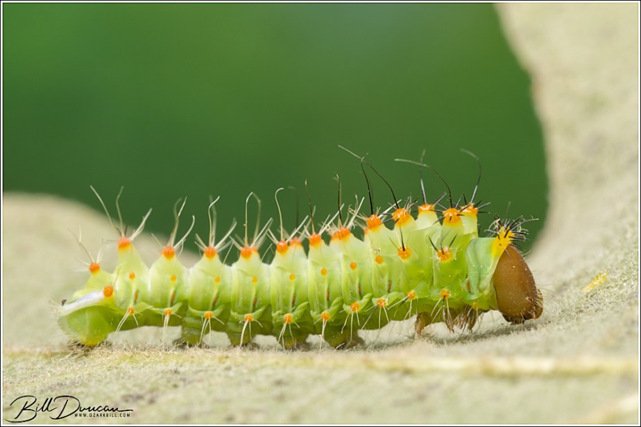 2024 Caterpillar Season – Polyphemus&nbsp;Moth