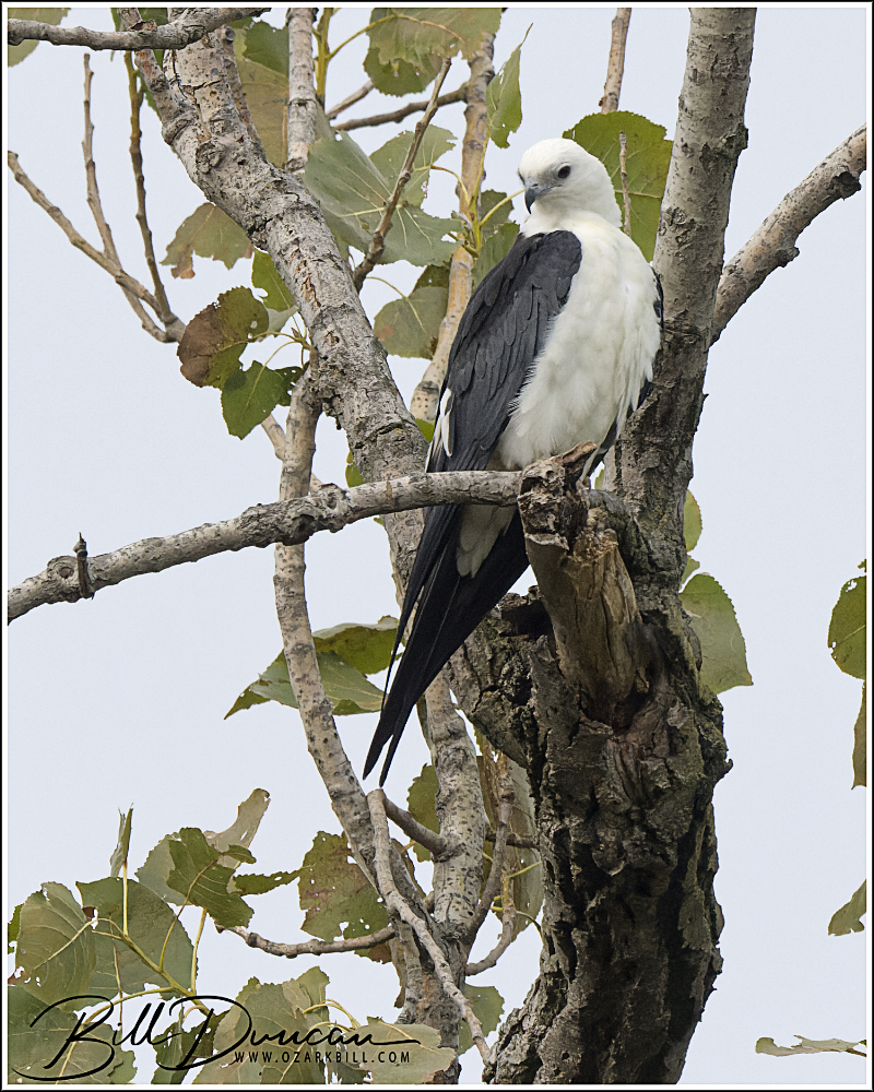 As High as a&nbsp;Kite