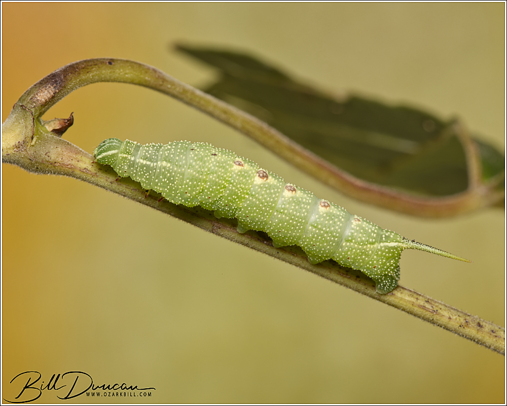 2024 Caterpillar Season – Virginia Creeper Sphinx Moth – A