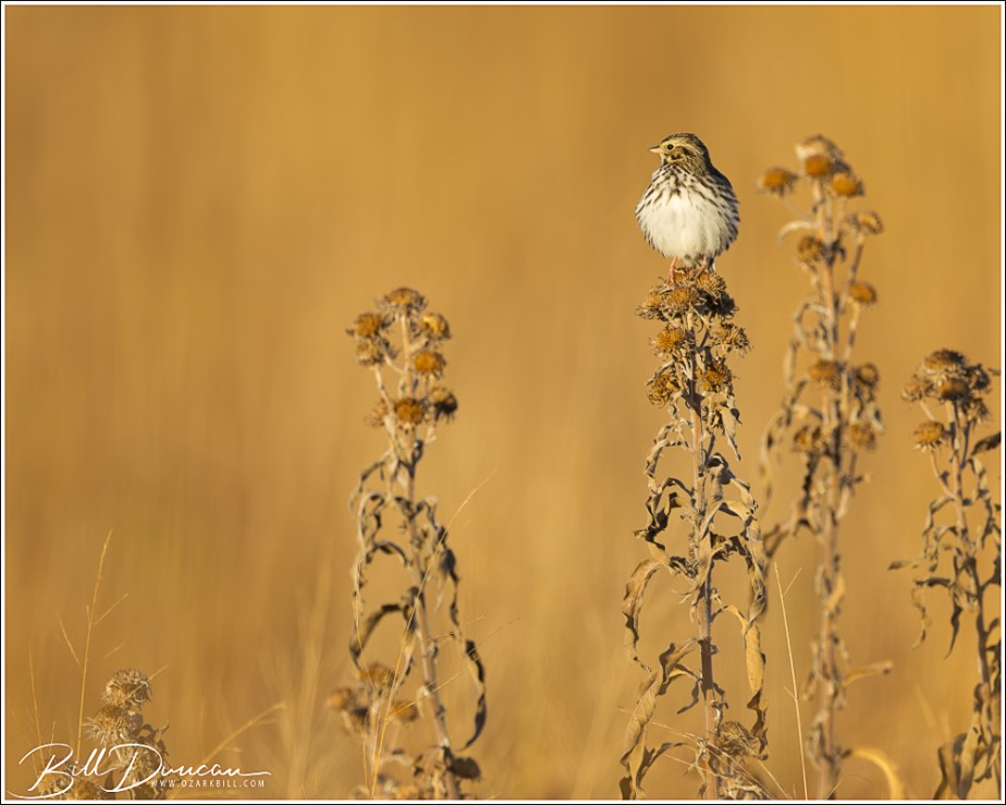 Savannah Sparrow