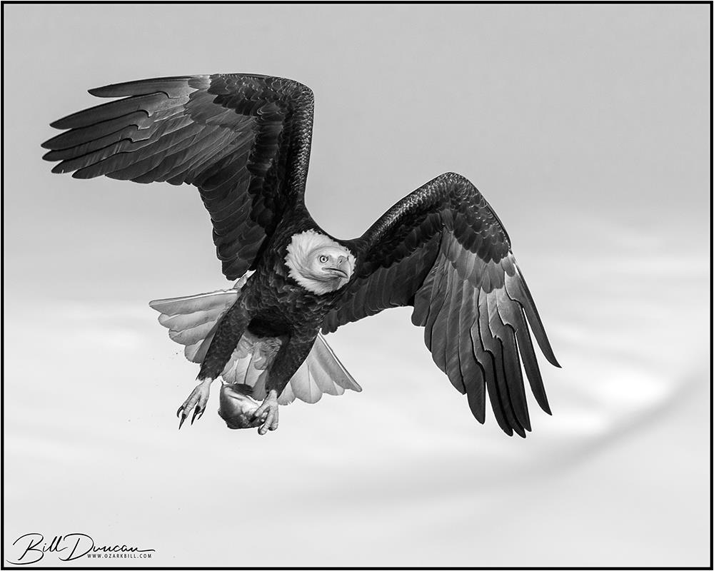 Bald Eagles of Lock and Dam #14 – A Thousand Acres of Silphiums