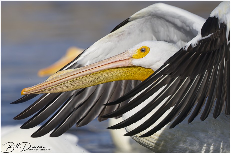 Hey Manny, Look at the&nbsp;Pelicans!