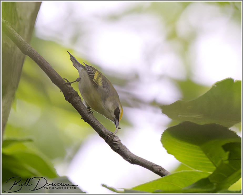 Brewster’s Warbler?