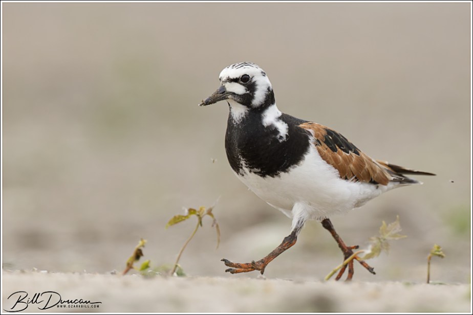 1000th Post! Ruddy&nbsp;Turnstone