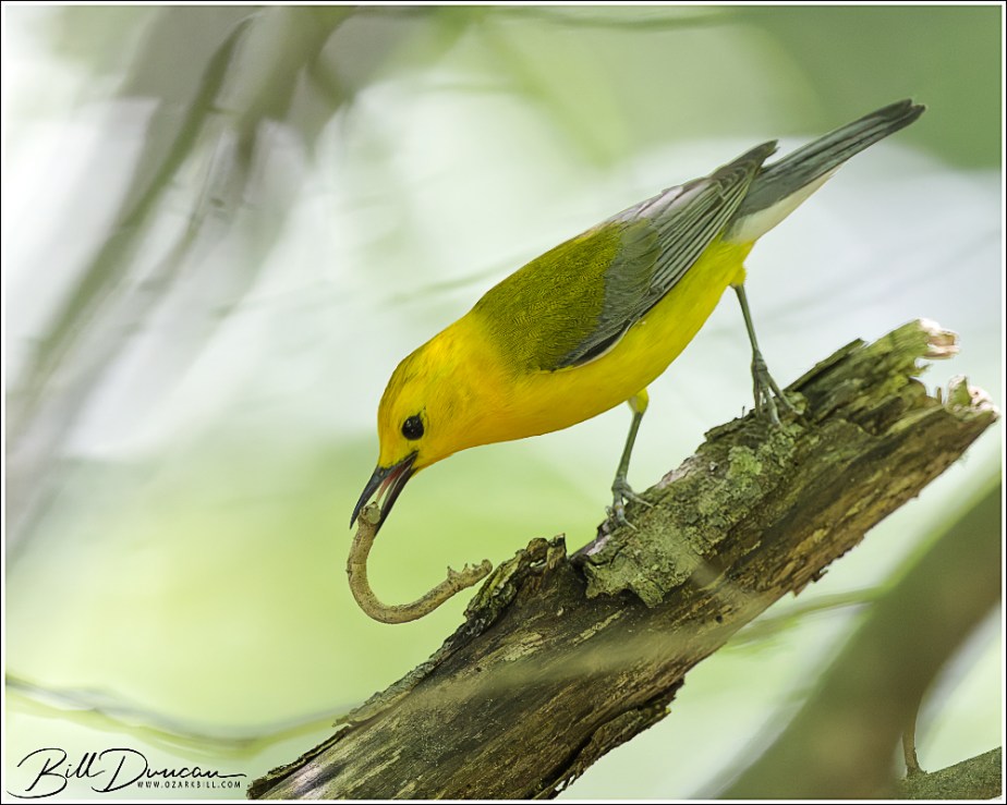 Prothonotary Warbler
