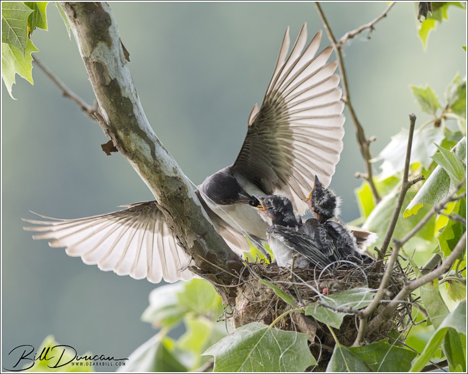 Eastern Kingbird Nest – Part&nbsp;3