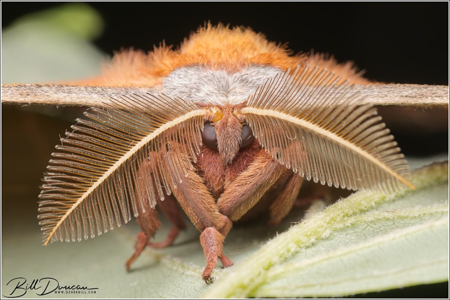 Cecropia – King of the&nbsp;Moths