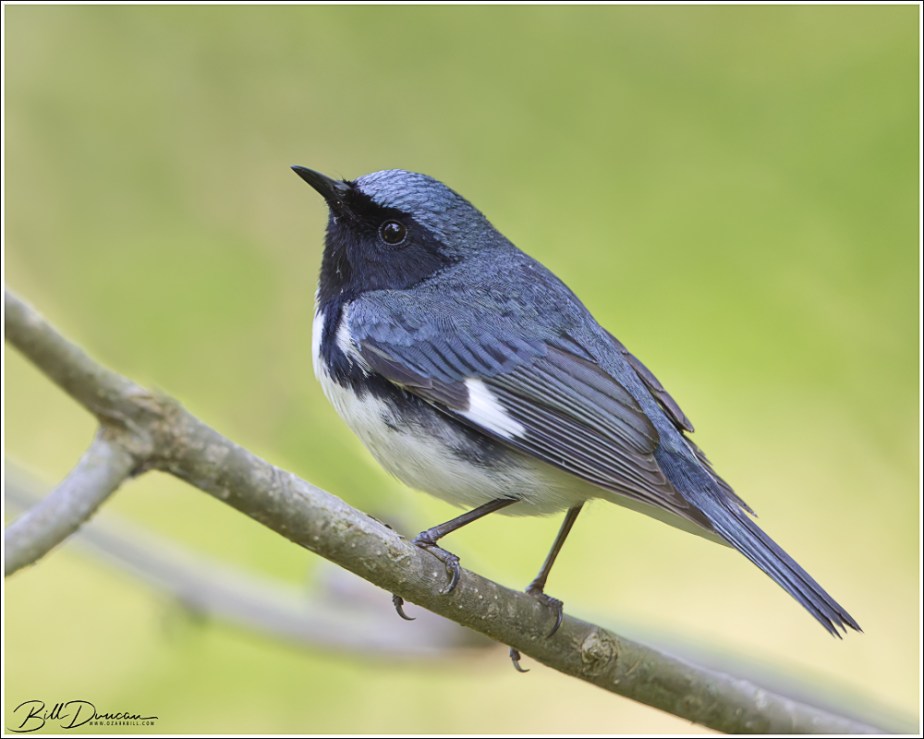 A Trip to Magee Marsh –&nbsp;Finally!