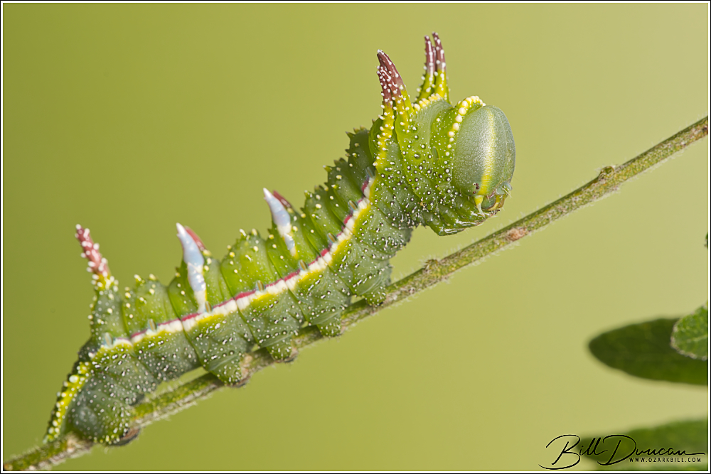 2026 Caterpillar Season – Bicolored Honey Locust Moth – A Thousand
