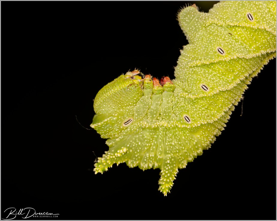 2026 Caterpillar Season – Elm&nbsp;Sphinx